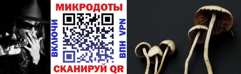 Псилоцибиновые грибы прущие грибы  Балтийск 
